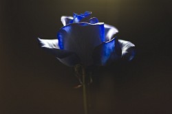 rose bleue